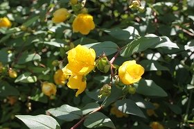 kinsibai_20120727072808.jpg