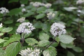 koajisai_20120617090638.jpg