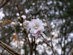 kobukuzakura1207.jpg