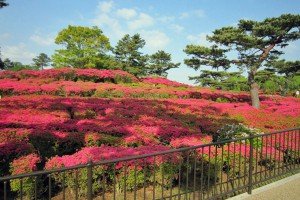 komuroyama130423-5-300x200.jpg