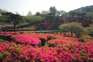 komuroyama130423-6-300x200.jpg