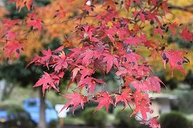 kouyou121119-1.jpg