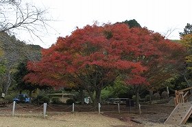 kouyou121119-4.jpg