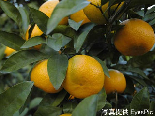 mikan_20120926085025.jpg
