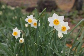 nozuisen_20140313085859c0b.jpg