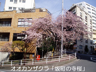 ookanzakura.jpg