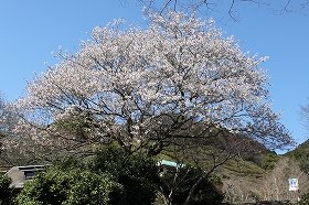 oosima_20130325063132.jpg