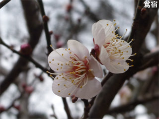 oushuku1.jpg