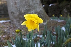 rappasuisen_20120128074141.jpg