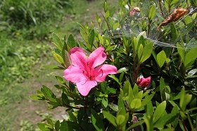 satuki_20120617090639.jpg
