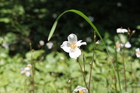 sirayukigesi_20120516081739.jpg