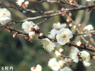 tamabotan1.jpg