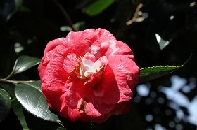 tubaki_20120329081400.jpg