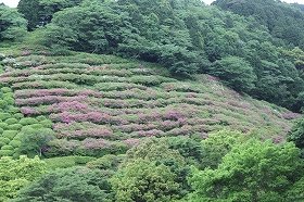 tutuji-osozaki3.jpg