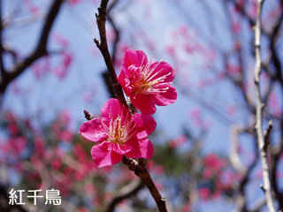 ume1.jpg