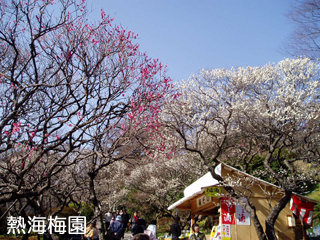 ume3.jpg