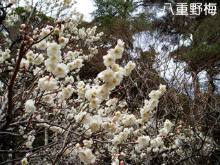 ume6.jpg