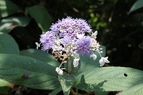yamaajisai_20120826072947.jpg