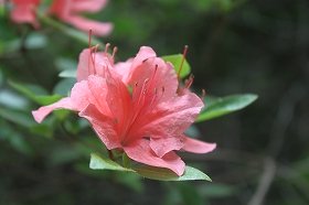 yamatutuji_20110531224122.jpg
