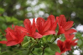 yamatutuji_20120516081738.jpg