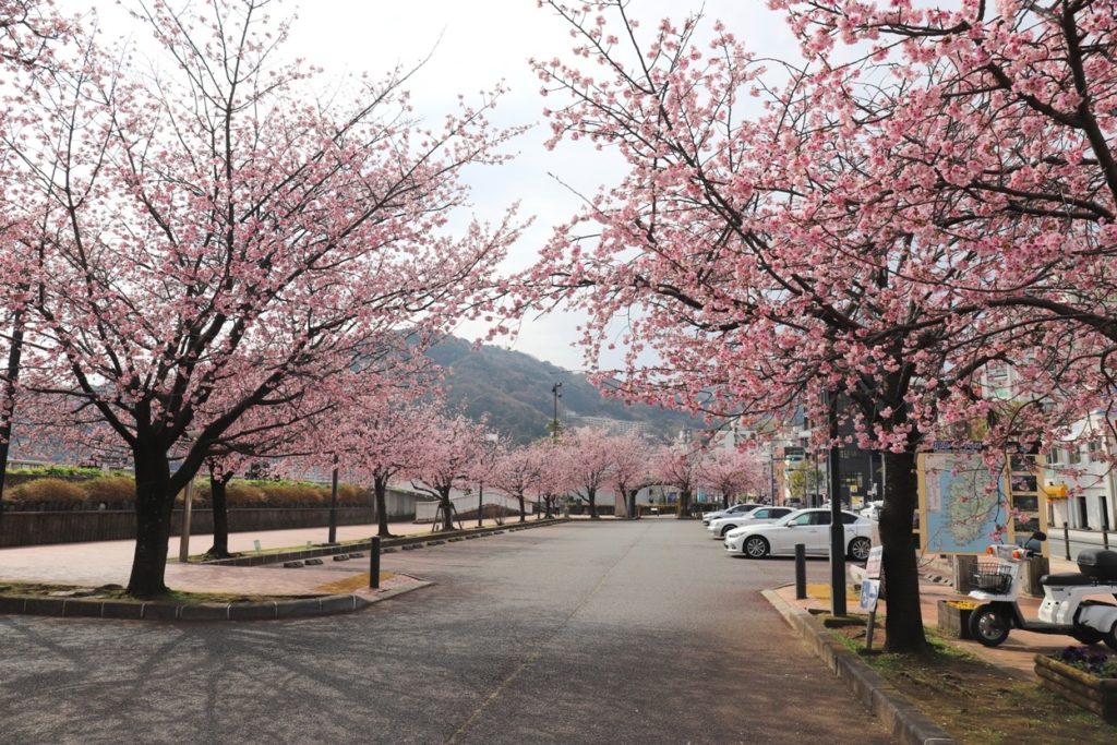 渚親水公園の大寒桜が満開 熱海市街 ピンクの花が咲き競う 熱海の源泉かけ流し温泉 平鶴 平鶴