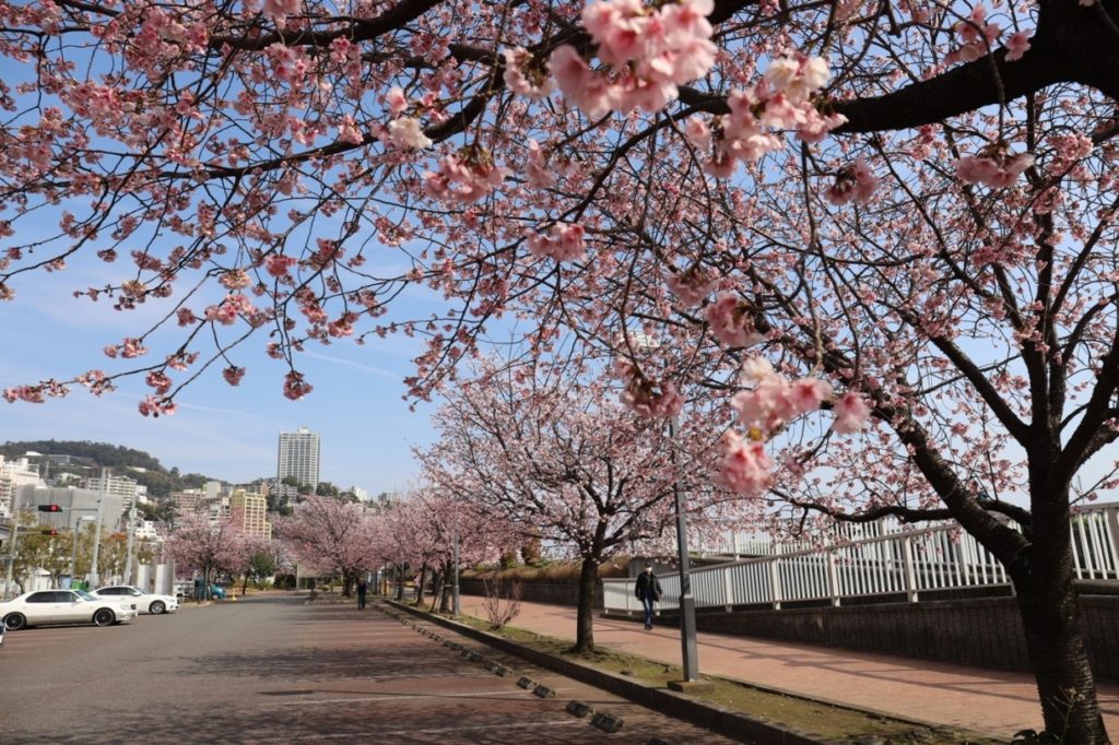 渚親水公園の大寒桜が満開 熱海市街 ピンクの花が咲き競う 熱海温泉 湯の宿 平鶴 ひらつる