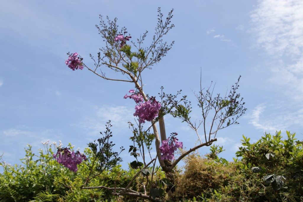 青紫 の花 熱海に初夏告げる 世界三大花木 ジャカランダ 開花 熱海温泉 湯の宿 平鶴 ひらつる
