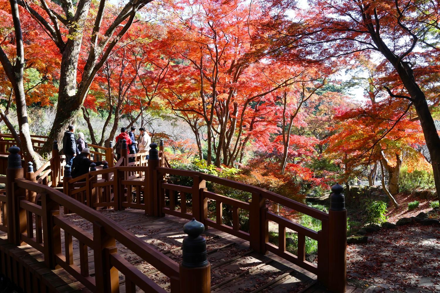 紅葉見ごろです。 熱海梅園もみじまつり - 熱海温泉 湯の宿 平鶴（ひら