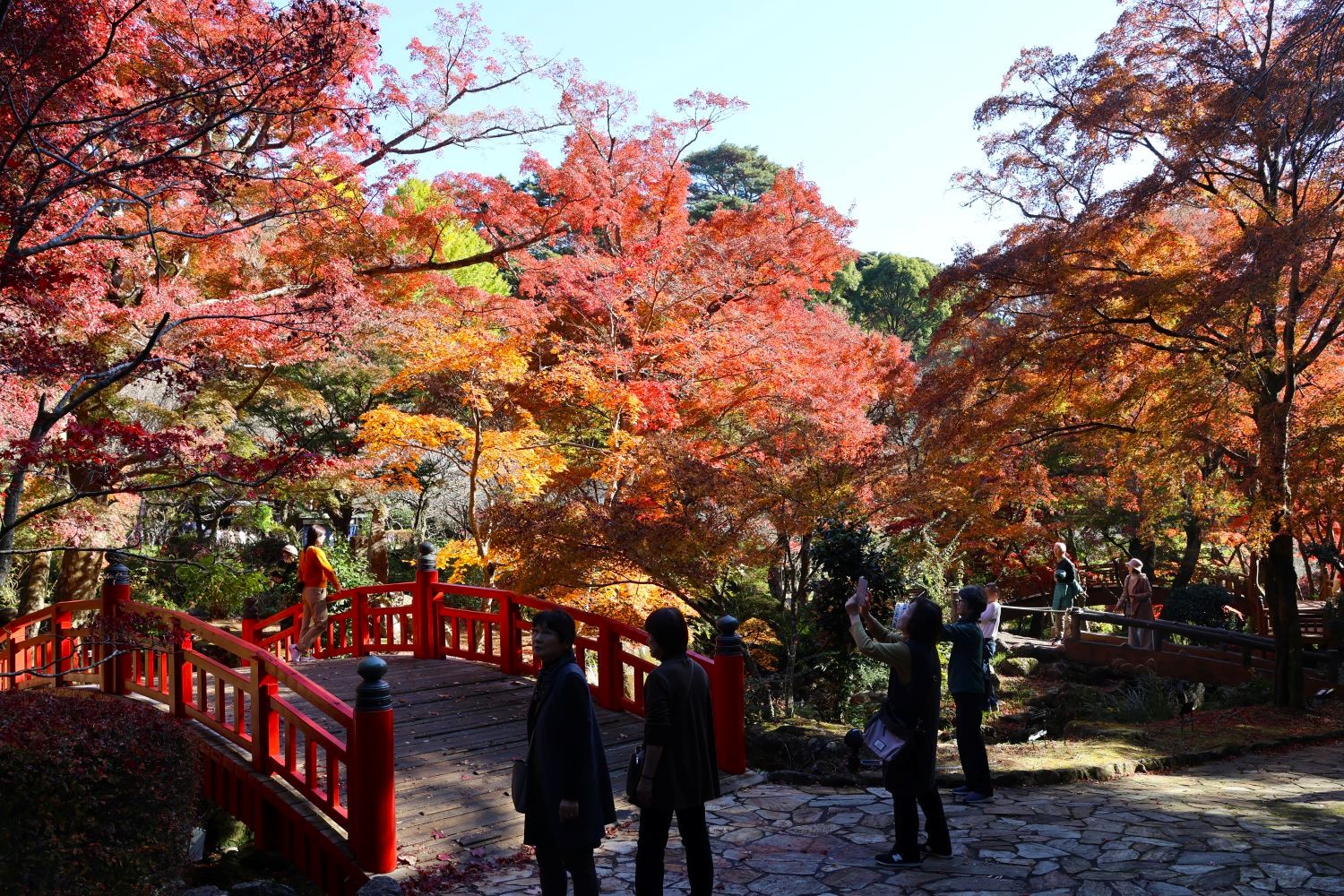 紅葉見ごろです。 熱海梅園もみじまつり | 熱海温泉 湯の宿 平鶴（ひら