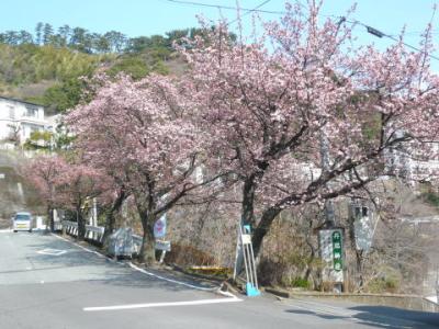 「あたみ桜」梅園沿い