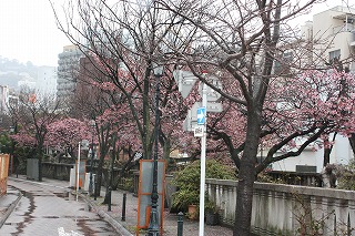 糸川遊歩道　（平成２２年２月１２日撮影）