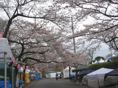 伊豆高原桜並木の「ソメイヨシノ」は４～５分咲きになりました！