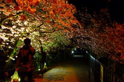 夜桜ライトアップ会場周辺