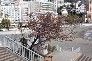「あたみ桜」サンビーチ