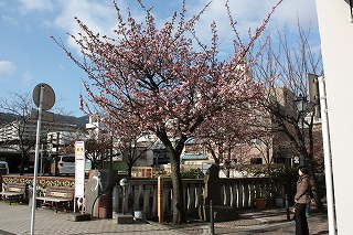 「あたみ桜」糸川沿い