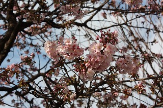 「あたみ桜」1